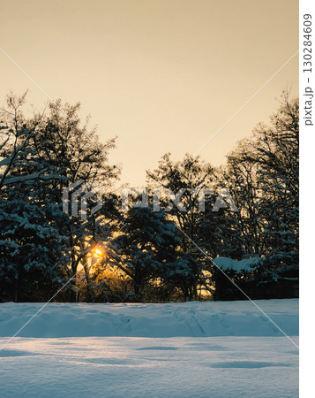 Winter sunset illuminating snow laden branches, golden rays softening pristine white landscape. Serene woodland silhouetted against glowing evening sky, radiating tranquil seasonal beauty Winter sunset illuminating snow laden branches, golden rays softening pristine white landscape. Serene woodland silhouetted against glowing evening sky, radiating tranquil seasonal beauty 130284609