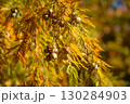 赤黄色に色づいたラクウショウの葉と球果 130284903