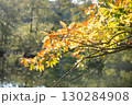 池に映える紅葉 130284908