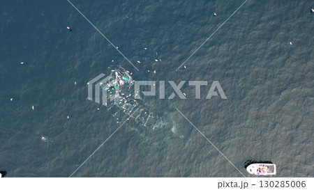 Humpback Whales, Megaptera novaeangliae, Bubble-Net feeding in Donegal Bay, Ireland 130285006