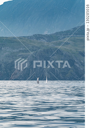 Humpback Whale, Megaptera novaeangliae, showing his fins and in Donegal Bay, Ireland 130285016