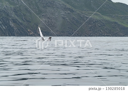 Humpback Whale, Megaptera novaeangliae, showing his fins and fluke in Donegal Bay, Ireland 130285018
