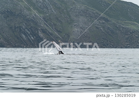 Humpback Whale, Megaptera novaeangliae, showing his fins and fluke in Donegal Bay, Ireland Humpback Whale, Megaptera novaeangliae, showing his fins and fluke in Donegal Bay, Ireland 130285019