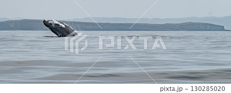 Humpback Whale, Megaptera novaeangliae, breaching in Donegal Bay, Ireland Humpback Whale, Megaptera novaeangliae, breaching in Donegal Bay, Ireland 130285020