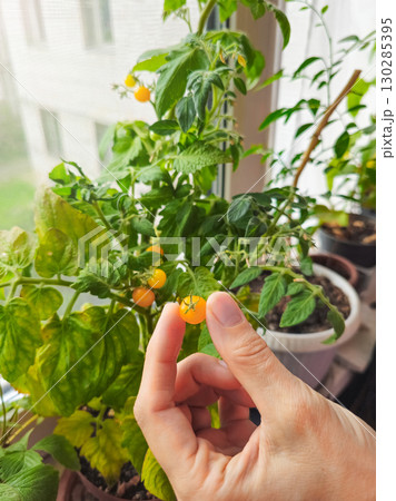 woman picks ripe, yellow tomatoes 130285395
