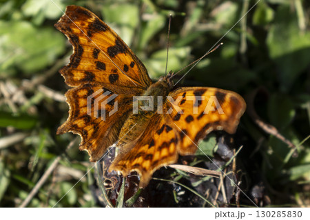 Polygonia c album butterfly, robert the devil, bright orange wings with black spots and a cut out outline, gamma vanessa Polygonia c album butterfly, robert the devil, bright orange wings with black spots and a cut out outline, gamma vanessa 130285830