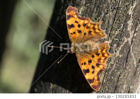 Polygonia c album butterfly, robert the devil, bright orange wings with black spots and a cut out outline, gamma vanessa Polygonia c album butterfly, robert the devil, bright orange wings with black spots and a cut out outline, gamma vanessa 130285831