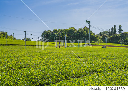 掛川市の茶畑の風景(静岡県) 掛川市の茶畑の風景(静岡県) 130285889