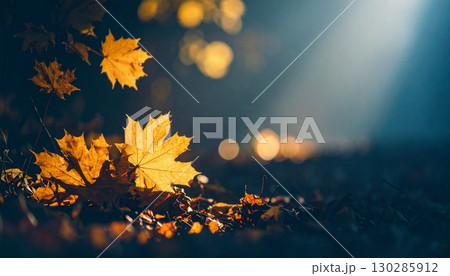 夕日に輝く紅葉 130285912