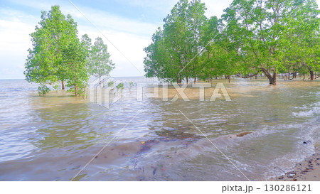Mangrove Trees Growing in Shallow Tropical Seawater Mangrove Trees Growing in Shallow Tropical Seawater 130286121