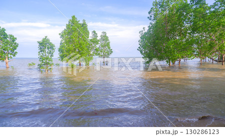 Mangrove Forest Trees Growing in Seawater on Tropical Coastline Mangrove Forest Trees Growing in Seawater on Tropical Coastline 130286123