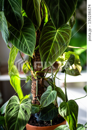 Philodendron plant support homemade sphagnum moss pole and plastic fine-mesh garden netting at home 130286874