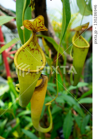 Close-up of nepenthes plant with vibrant green traps and tropical leaves 130286946