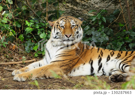 密林に座るトラ 密林に座るトラ 130287663