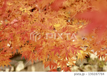 真っ赤な紅葉 130287784