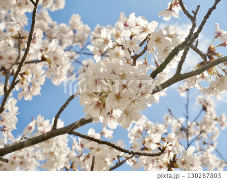 青空に映える桜 青空に映える桜 130287803