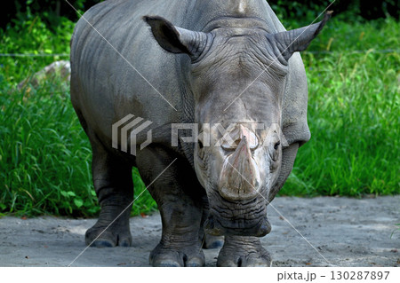 クロサイ クロサイ 130287897