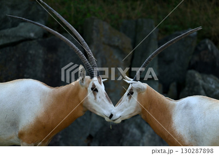 シロオリックス 130287898