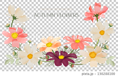水彩で描いたコスモスのフレーム 130288100