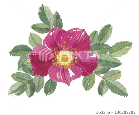 水彩で描いた浜茄子　ハマナス 130288285