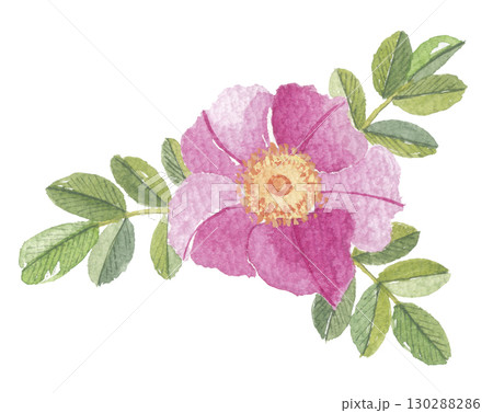 水彩で描いた浜茄子　ハマナス 130288286