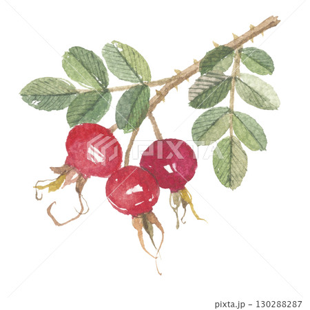 水彩で描いた浜茄子の実 ハマナスの実 水彩で描いた浜茄子の実 ハマナスの実 130288287