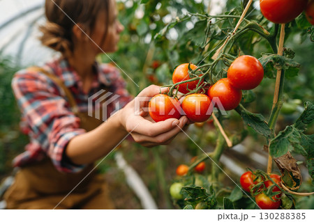 A female farmer harvests tomatoes in a greenhouse. 130288385