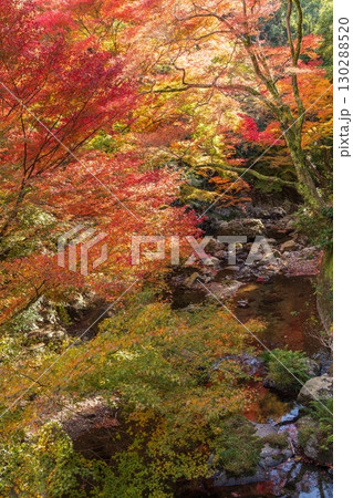 箕面公園の紅葉　大阪府箕面市にて 130288520