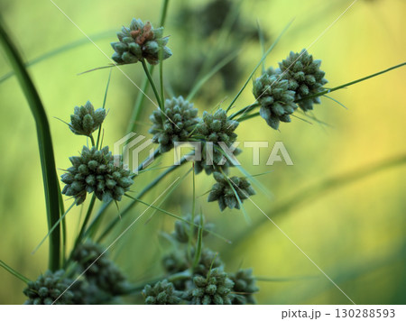 猛暑の8月に実り始めたマツカサススキ 猛暑の8月に実り始めたマツカサススキ 130288593