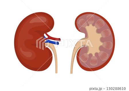 Human kidney anatomy showing renal vein, renal artery and ureter 130288610