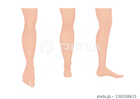 Human legs showing front, back and side views 130288613