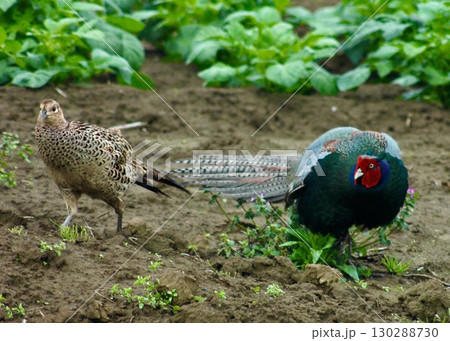 　繁殖期のキジのカップル。 130288730