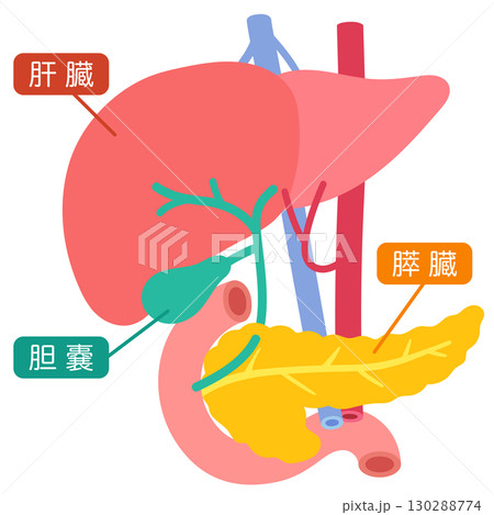 肝臓 胆嚢 膵臓 十二指腸 臓器の構造 肝臓 胆嚢 膵臓 十二指腸 臓器の構造 130288774
