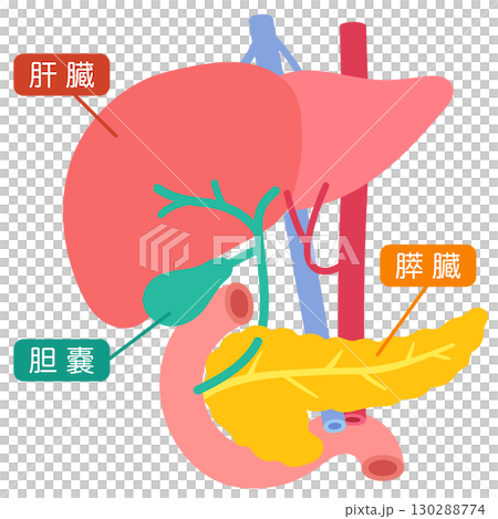 肝臟、膽囊、胰臟、十二指腸、器官結構 肝臟、膽囊、胰臟、十二指腸、器官結構 130288774