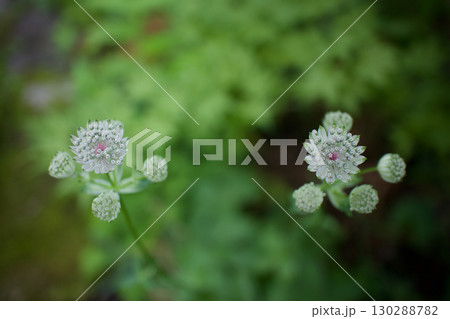 ガラス細工のようなアストランティアの花、花言葉は「星に願いを」「知性」「愛の渇き」。 130288782