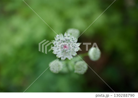 ガラス細工のようなアストランティアの花、花言葉は「星に願いを」「知性」「愛の渇き」。 130288790
