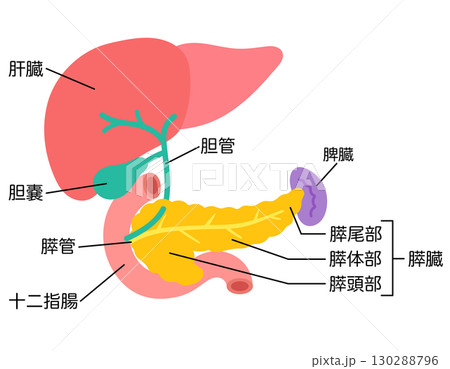 肝臓 胆嚢 膵臓 十二指腸 脾臓 臓器の構造のイラスト素材 [130288796