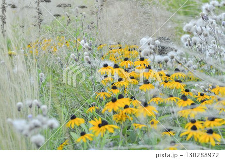Rudbeckia hirta, commonly called black-eyed Susan and yellow coneflower, is a North American flowering plant in the family Asteraceae. It grows to 1 metre tall with daisy-like yellow flower heads 130288972