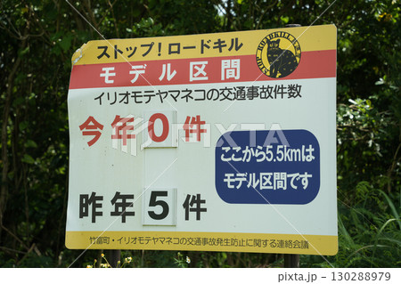 沖縄県_西表島_イリオモテヤマネコ注意喚起 沖縄県_西表島_イリオモテヤマネコ注意喚起 130288979