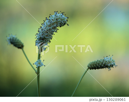 猛暑の8月に咲いたナガボノシロワレモコウの白い花 猛暑の8月に咲いたナガボノシロワレモコウの白い花 130289061