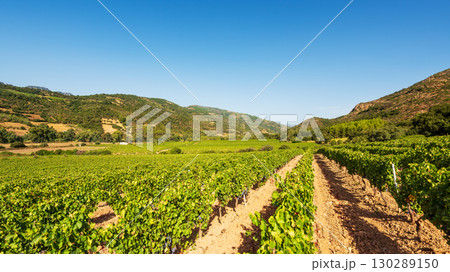 Vineyard in a valley surrounded by hills and mountains. Agriculture. Vineyard in a valley surrounded by hills and mountains. Agriculture. 130289150