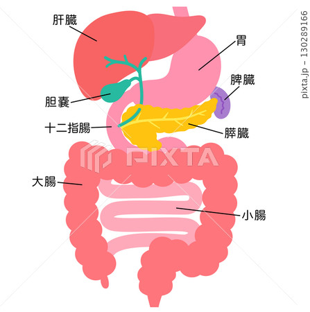 消化器系 肝臓 胆嚢 膵臓 胃 十二指腸 臓器の構造 消化器系 肝臓 胆嚢 膵臓 胃 十二指腸 臓器の構造 130289166