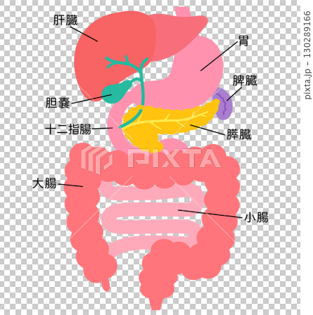 消化系統:肝臟、膽囊、胰臟、胃、十二指腸、器官結構 消化系統:肝臟、膽囊、胰臟、胃、十二指腸、器官結構 130289166