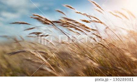 Golden grass field blowing in wind under bright sky with soft sunlight creating peaceful and natural outdoor scene 130289381