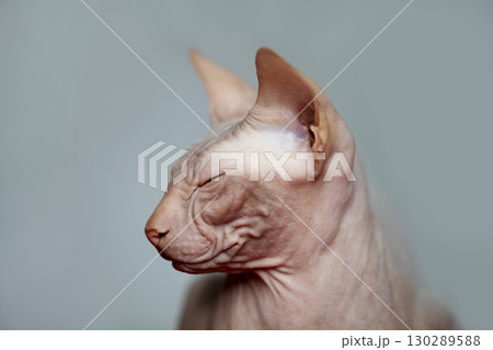 Domestic Pet Hairless Cat Don Sphynx Portrait Domestic Pet Hairless Cat Don Sphynx Portrait 130289588