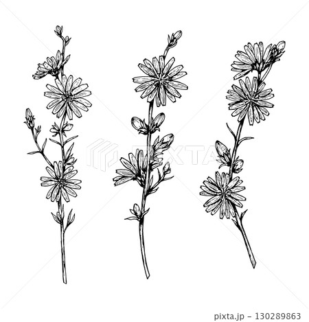 Hand drawn vector illustration of chicory sprigs in black and white line art. Three detailed stems with buds and daisy like blooms, ideal for logos, packaging, stationery, textiles and botanical decor 130289863