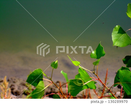 Nature's vibrant edge, where lush green leaves meet tranquil waters. A perfect escape. 130289970