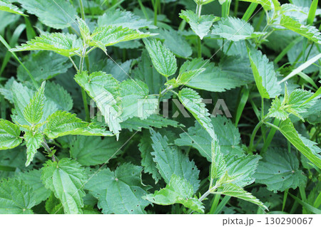 Nettle close-up green nettle background Nettle close-up green nettle background 130290067