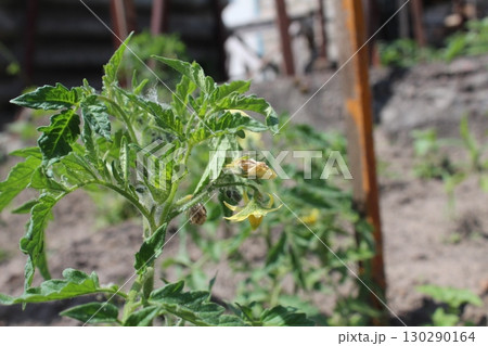 seedlings of tomato seedlings during flowering. Flowers of tomatoes. Spring, flowering. horticulture. Growing vegetables seedlings of tomato seedlings during flowering. Flowers of tomatoes. Spring, flowering. horticulture. Growing vegetables 130290164