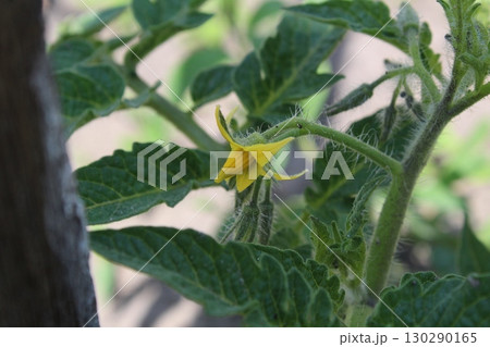 seedlings of tomato seedlings during flowering. Flowers of tomatoes. Spring, flowering. horticulture. Growing vegetables seedlings of tomato seedlings during flowering. Flowers of tomatoes. Spring, flowering. horticulture. Growing vegetables 130290165